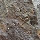 CLUSTER OF 10 TRINUCLEIDS - ORDOVICIAN, WALES.