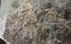 CLUSTER OF 10 TRINUCLEIDS - ORDOVICIAN, WALES.
