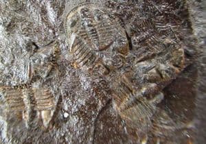 CLUSTER OF 10 TRINUCLEIDS - ORDOVICIAN, WALES.