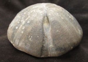CLYPEUS PLOTTI - JURASSIC, GLOUCESTERSHIRE.