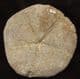 CLYPEUS PLOTTI WITH UPPER SURFACE COLONISED BY OYSTER 'SPAT' - JURASSIC, GLOUCESTERSHIRE.