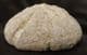 CLYPEUS PLOTTI WITH UPPER SURFACE COLONISED BY OYSTER 'SPAT' - JURASSIC, GLOUCESTERSHIRE.
