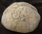 CLYPEUS PLOTTI WITH UPPER SURFACE COLONISED BY OYSTER 'SPAT' - JURASSIC, GLOUCESTERSHIRE.
