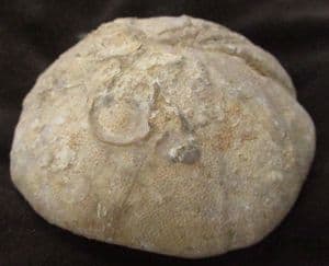 CLYPEUS PLOTTI WITH UPPER SURFACE COLONISED BY OYSTER 'SPAT' - JURASSIC, GLOUCESTERSHIRE.