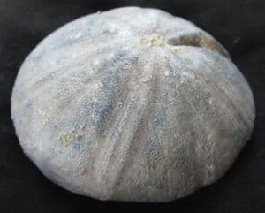 CLYPEUS SHOWING EVIDENCE OF PREDATION. = JURASSIC, GLOUCESTERSHIRE.