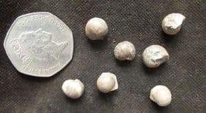 COLLECTION OF 7 GONIATITES - CARBONIFEROUS, TEXAS.
