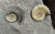 COLOUR CONTRAST AMMONITES ON MATRIX - JURASSIC, LYME REGIS.