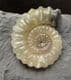 COLOUR CONTRAST AMMONITES ON MATRIX - JURASSIC, LYME REGIS.