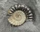 COLOUR CONTRAST AMMONITES ON MATRIX - JURASSIC, LYME REGIS.