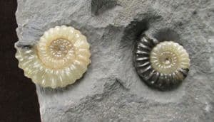 COLOUR CONTRAST AMMONITES ON MATRIX - JURASSIC, LYME REGIS.