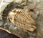 COLPOCORYPE DEANI - LOWER ORDOVICIAN, FRANCE.