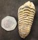 COLPOCORYPHE FROM A FAMOUS OLD LOCALITY - ORDOVICIAN, FRANCE.