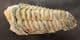 COLPOCORYPHE FROM A FAMOUS OLD LOCALITY - ORDOVICIAN, FRANCE.
