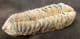 COLPOCORYPHE FROM A FAMOUS OLD LOCALITY - ORDOVICIAN, FRANCE.