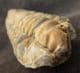 COLPOCORYPHE FROM A FAMOUS OLD LOCALITY - ORDOVICIAN, FRANCE.