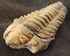 COLPOCORYPHE FROM A FAMOUS OLD LOCALITY - ORDOVICIAN, FRANCE.