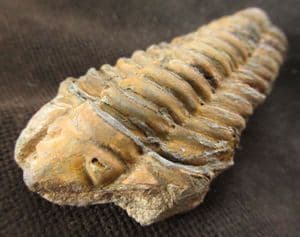 COLPOCORYPHE FROM A FAMOUS OLD LOCALITY - ORDOVICIAN, FRANCE.