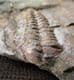 COLPOCORYPHE ROUAULTI - ORDOVICIAN, NORMANDY, FRANCE.