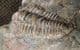 COLPOCORYPHE ROUAULTI - ORDOVICIAN, NORMANDY, FRANCE.
