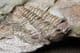 COLPOCORYPHE ROUAULTI - ORDOVICIAN, NORMANDY, FRANCE.