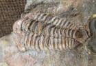 COLPOCORYPHE ROUAULTI - ORDOVICIAN, NORMANDY, FRANCE.