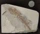 COMPLETE AMPHIBIAN FROM THE MIOCENE OF BOSNIA.