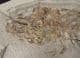 COMPLETE AMPHIBIAN FROM THE MIOCENE OF BOSNIA.