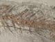 COMPLETE AMPHIBIAN FROM THE MIOCENE OF BOSNIA.