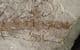 COMPLETE AMPHIBIAN FROM THE MIOCENE OF BOSNIA.