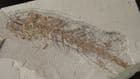 COMPLETE AMPHIBIAN FROM THE MIOCENE OF BOSNIA.