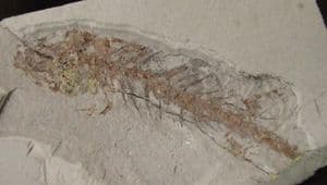 COMPLETE AMPHIBIAN FROM THE MIOCENE OF BOSNIA.