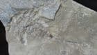 COMPLETE ARTICULATED EURYPTERID FROM THE SILURIAN OF UKRAINE.