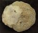COMPLETE CORAL COLONY - SILURIAN, GLOUCESTERSHIRE.