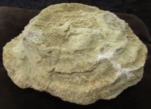 COMPLETE CORAL COLONY - SILURIAN, GLOUCESTERSHIRE.