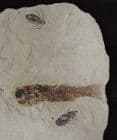 COMPLETE KILLIFISH WITH 2 DRAGONFLY LARVAE - MIOCENE, ITALY.