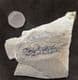 COMPLETE OSTEOLEPIS - DEVONIAN, CAITHNESS.