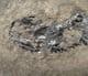 COMPLETE OSTEOLEPIS - DEVONIAN, CAITHNESS.