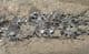 COMPLETE OSTEOLEPIS - DEVONIAN, CAITHNESS.