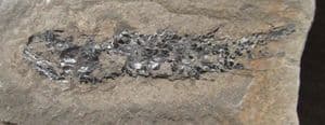 COMPLETE OSTEOLEPIS - DEVONIAN, CAITHNESS.