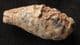CONE FROM A CONIFER TREE - EOCENE, MOROCCO.