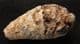 CONE FROM A CONIFER TREE - EOCENE, MOROCCO.