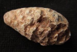 CONE FROM A CONIFER TREE - EOCENE, MOROCCO.