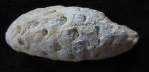 CONIFER CONE - EOCENE, MOROCCO.