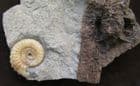 CONIFER WOOD WITH AMMONITE. - JURASSIC, LYME REGIS.