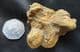 COPROLITE FROM A MAMMAL - MIOCENE, UTAH, U.S.A.