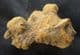 COPROLITE FROM A MAMMAL - MIOCENE, UTAH, U.S.A.