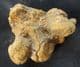 COPROLITE FROM A MAMMAL - MIOCENE, UTAH, U.S.A.