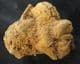 COPROLITE FROM A MAMMAL - MIOCENE, UTAH, U.S.A.