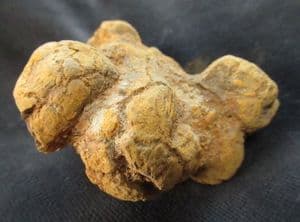 COPROLITE FROM A MAMMAL - MIOCENE, UTAH, U.S.A.