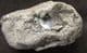 COPROLITE FULL OF FISH BONES - JURASSIC, LYME REGIS.